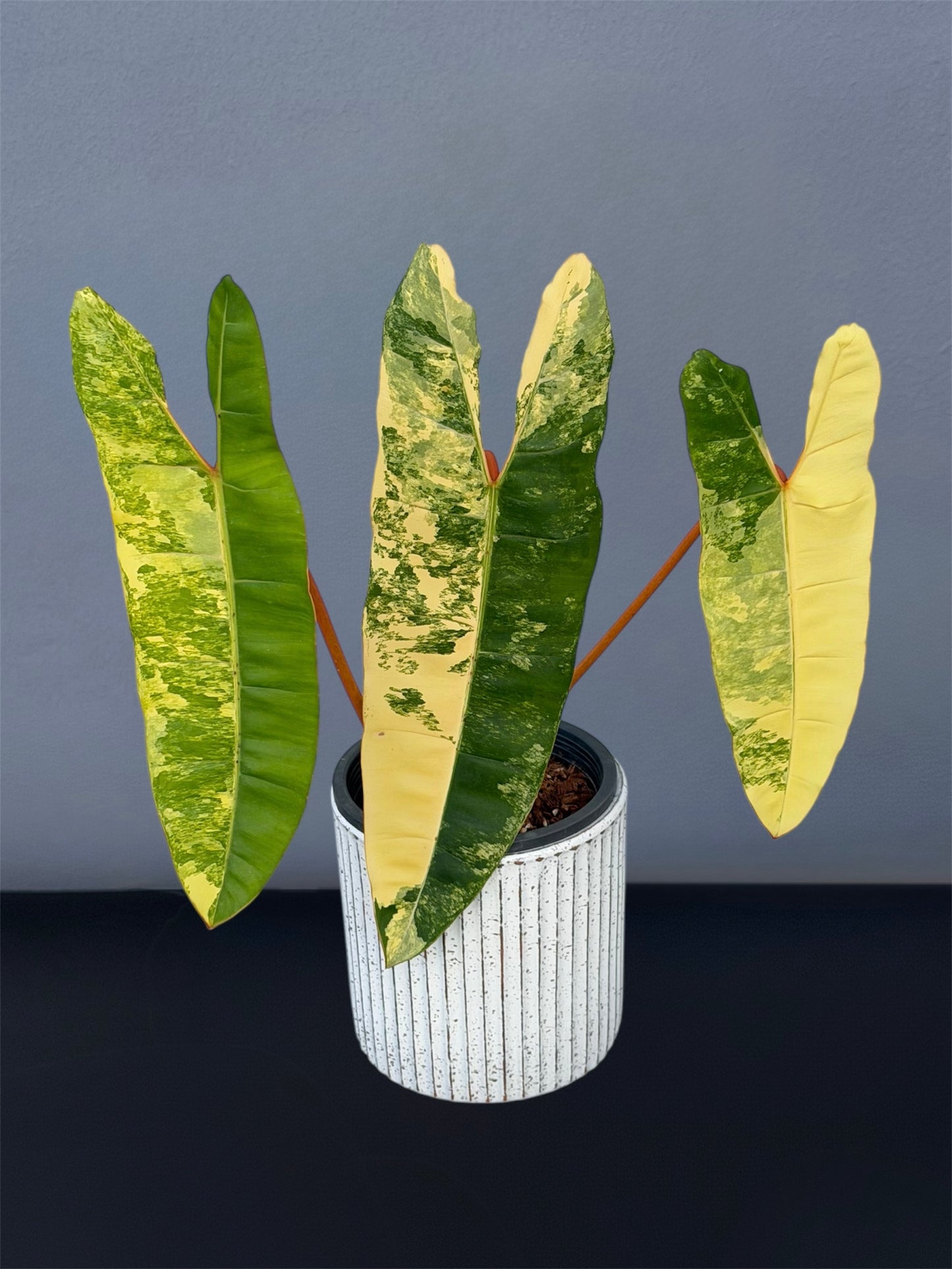 Philodendron Billietiae Variegated