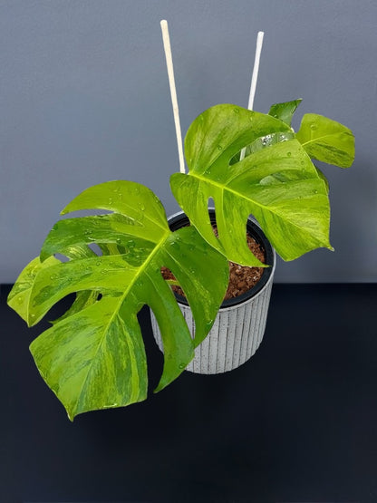 Monstera Green on Green Variegated