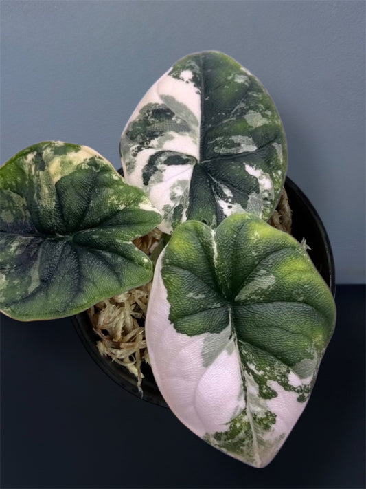 Alocasia Melo Albo Variegated