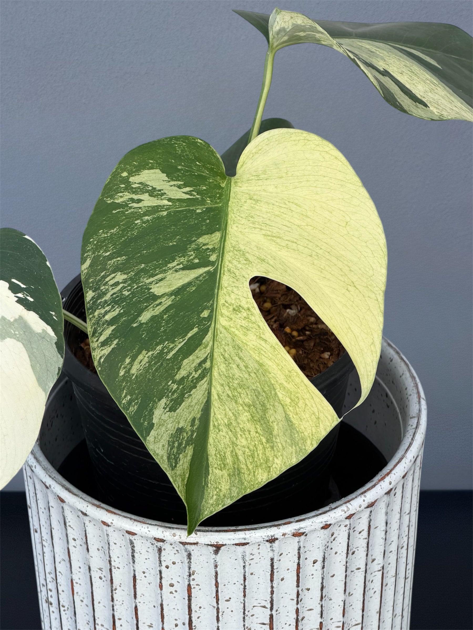 jungle mint monstera Monstera Jungle Mint – Small Size – Siamplantes