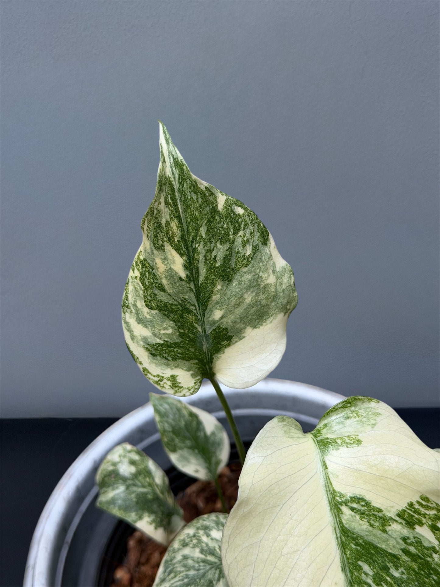 Monstera Thai Constellation Creme Brulee