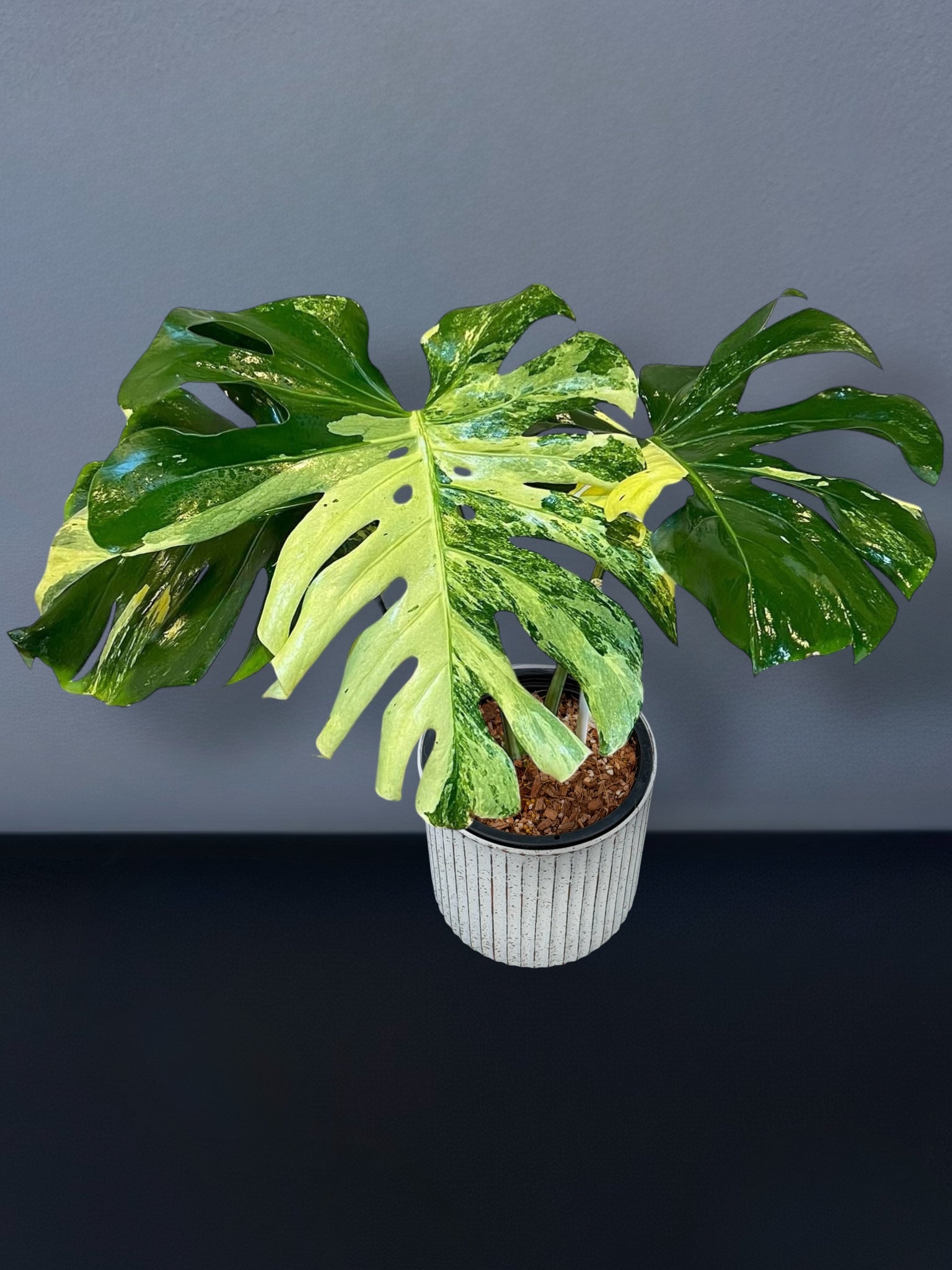 Monstera Masterpiece MC Variegated – Siamplantes