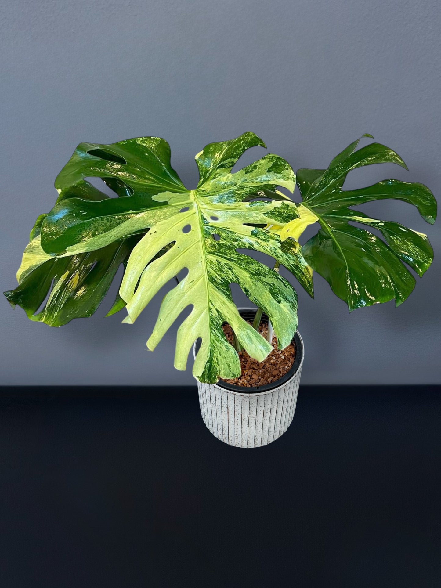 Monstera Masterpiece MC Variegated