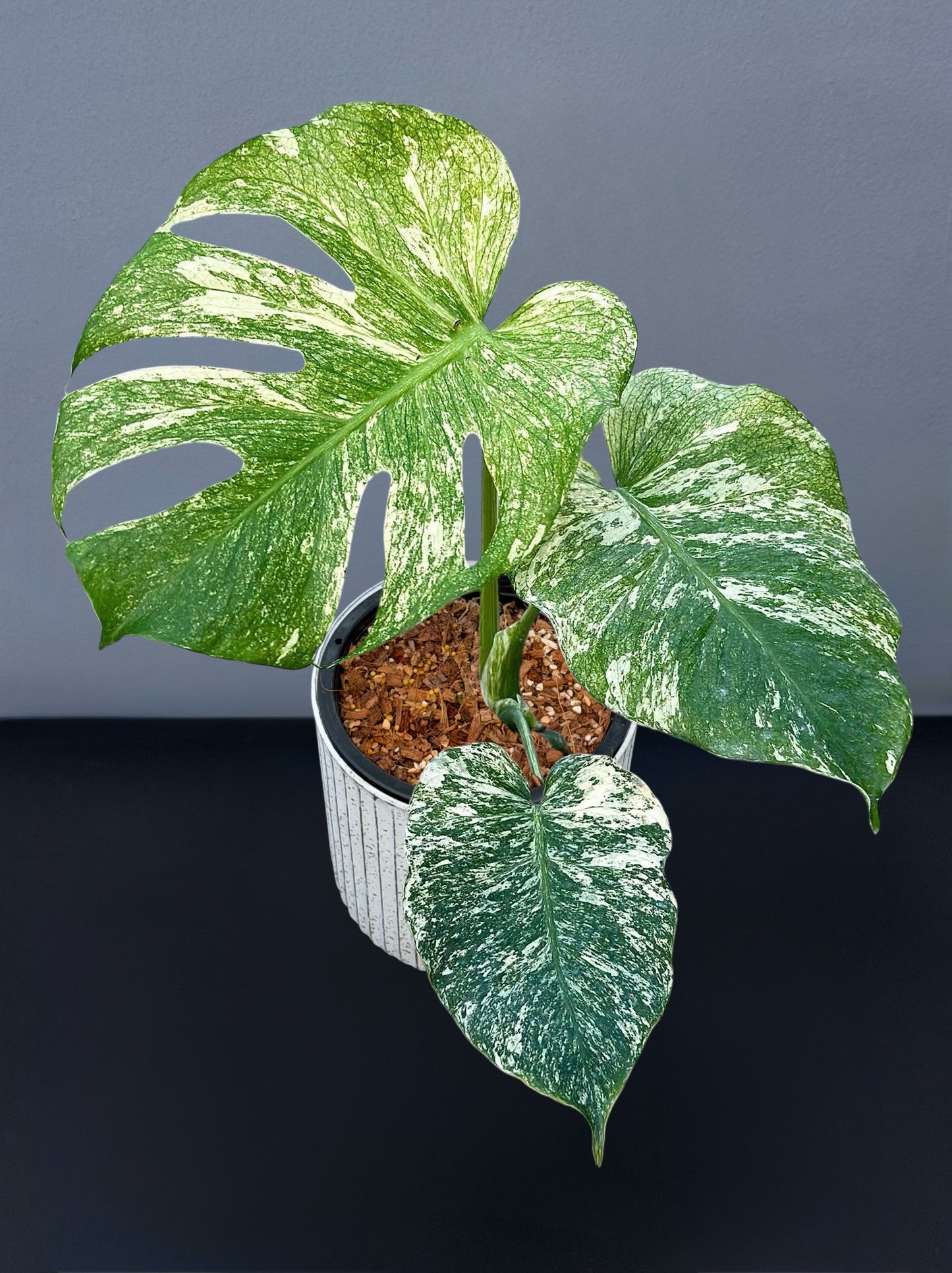 Monstera Silver Star Variegated
