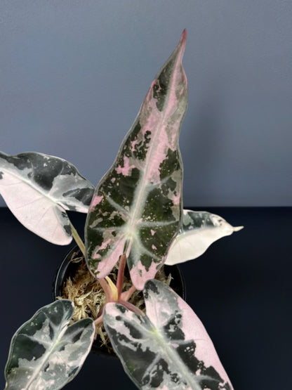 Alocasia Bambino Albo Pink Variegated