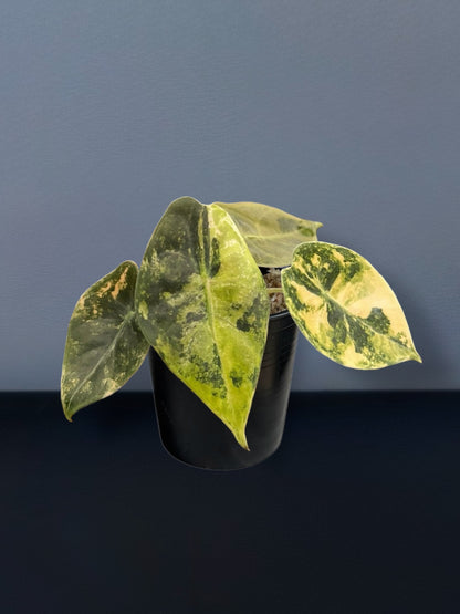 Alocasia Sedenii Aurea Variegated