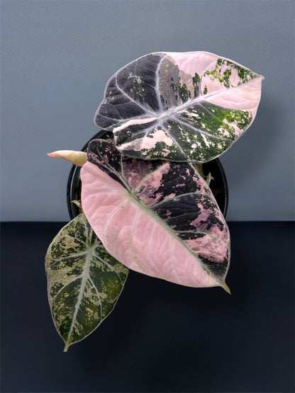 Alocasia Black Velvet Pink Variegated