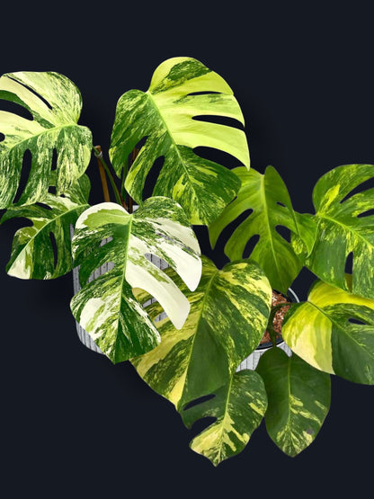 Monstera Aurea Variegated – Wholesale Sets