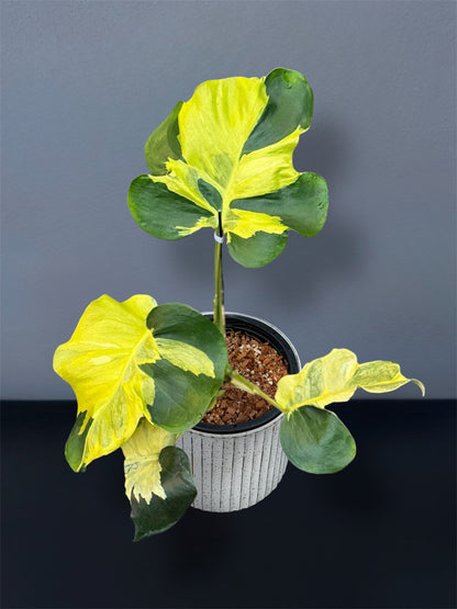 Monstera Melancholy Variegated