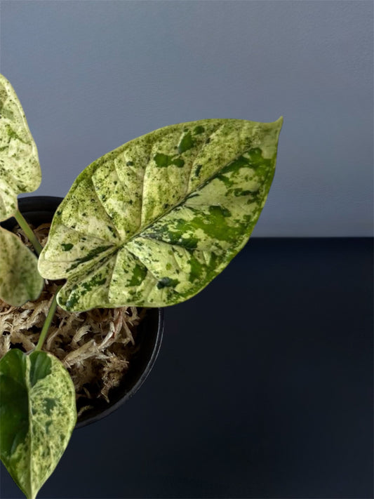 Alocasia Dragon Scale Mint Variegated
