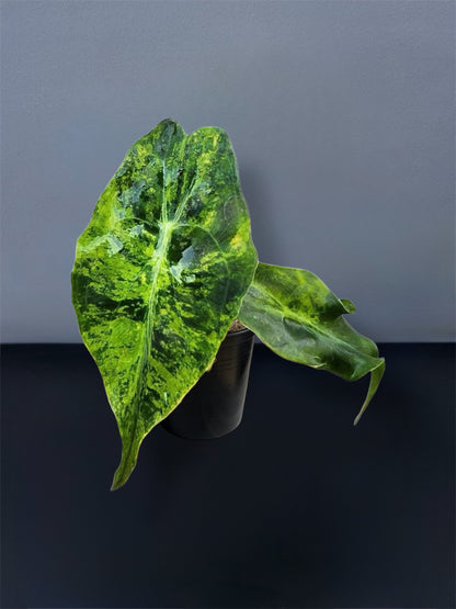 Alocasia Venom Aurea Variegated