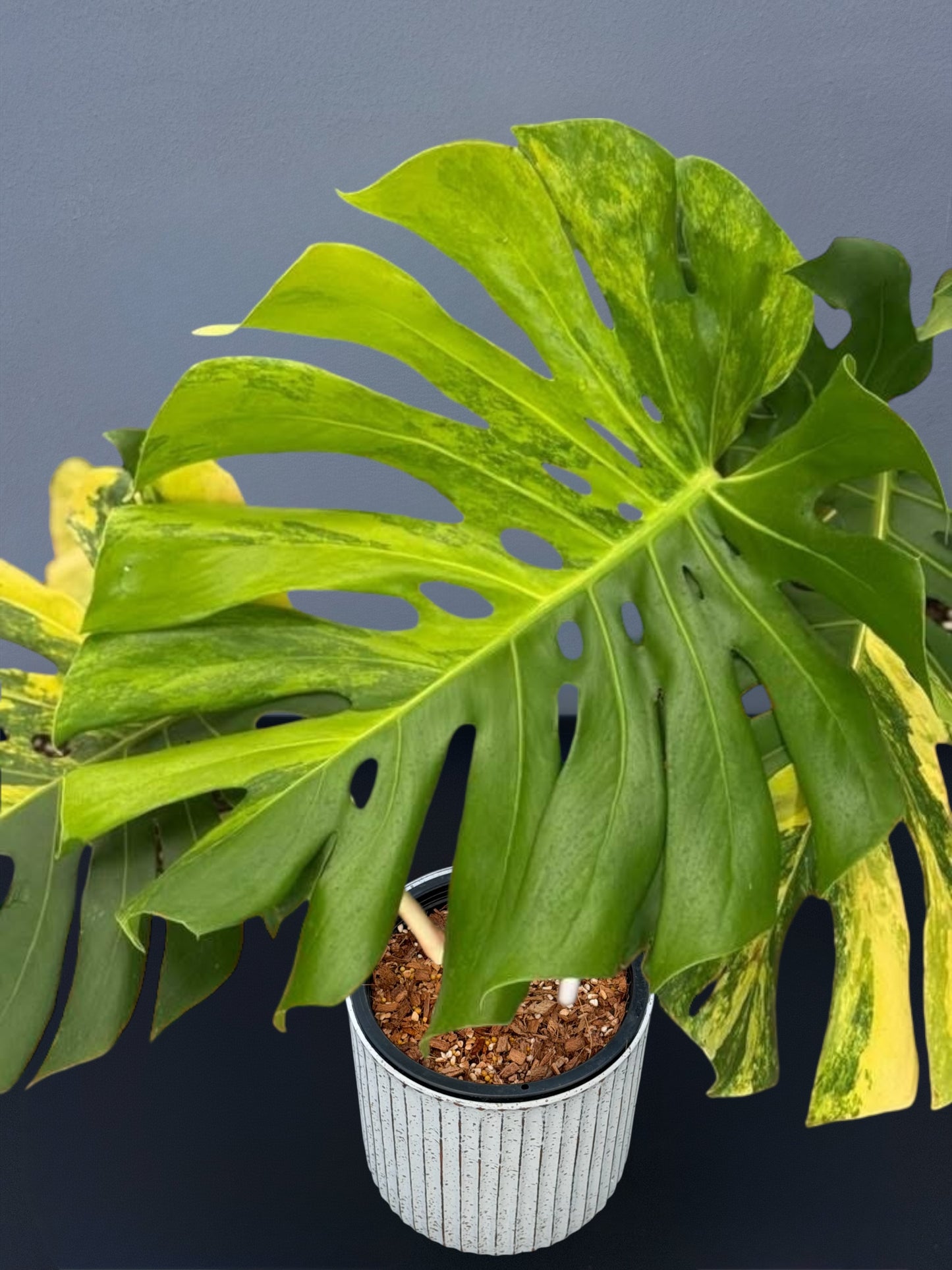 Monstera Yellow Marilyn Variegated