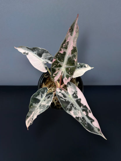 Alocasia Bambino Albo Pink Variegated