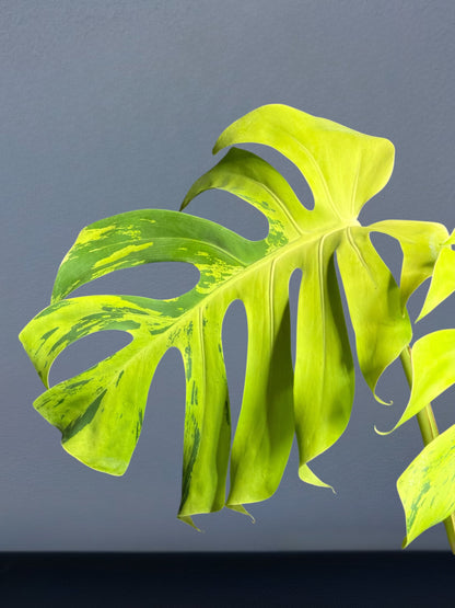 Monstera Deliciosa Light Lime Variegated