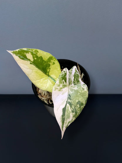 Alocasia Scalprum White Creme Variegated