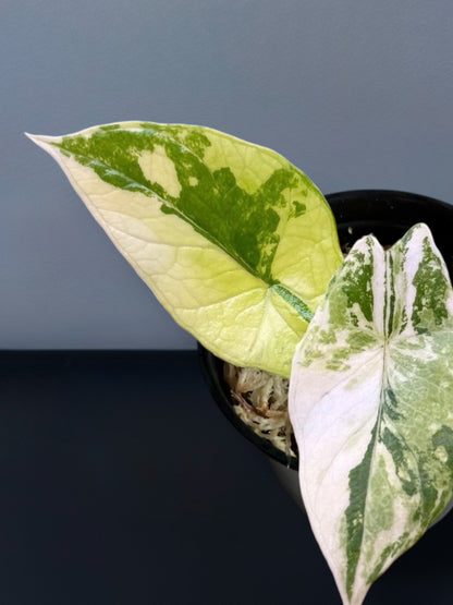 Alocasia Scalprum White Creme Variegated