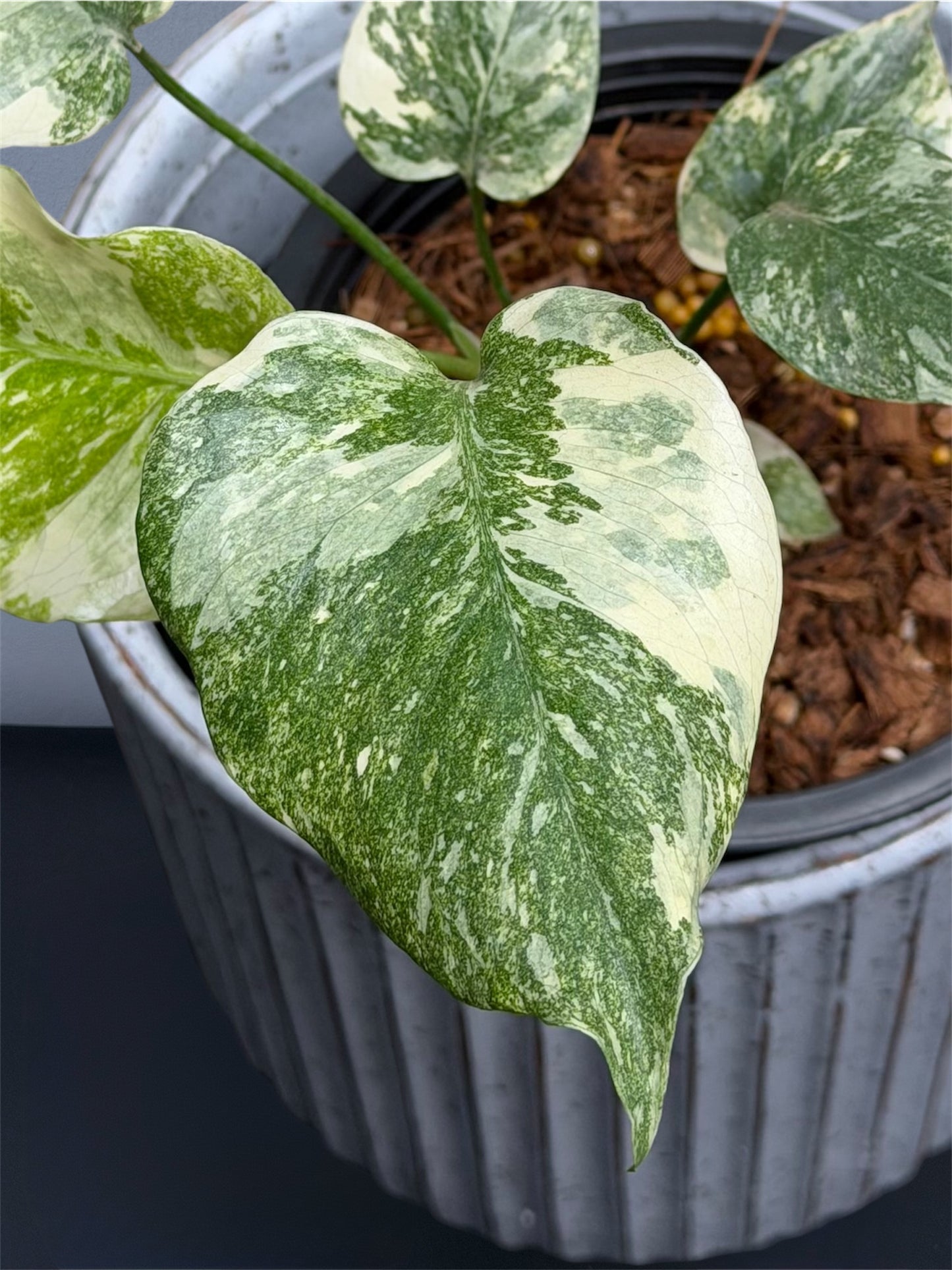 Monstera Thai Constellation Creme Brulee