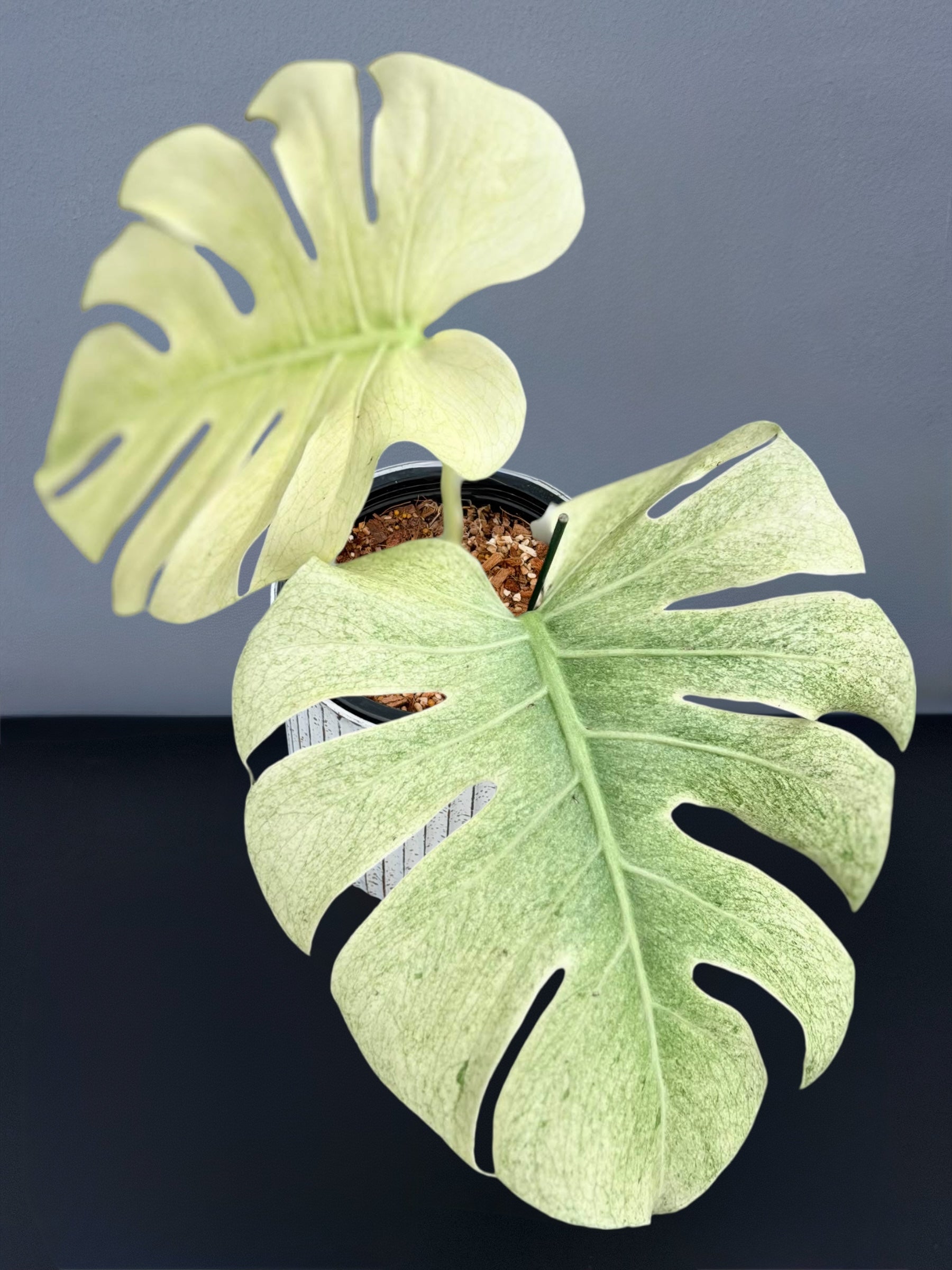 Monstera Sphinx Mint Variegated – Siamplantes