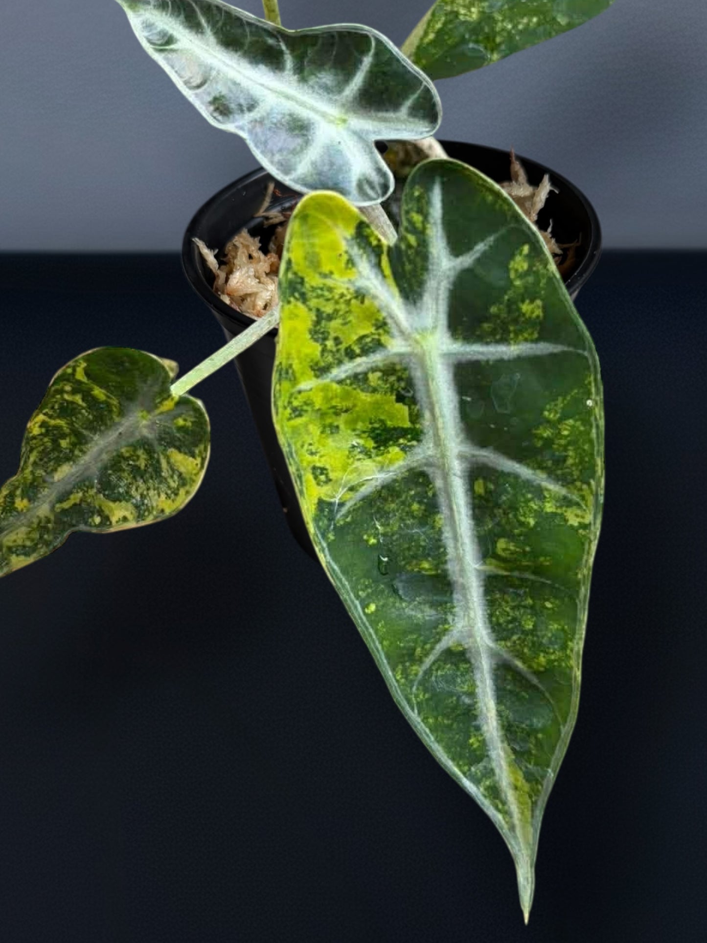 Alocasia Bambino Aurea Variegated