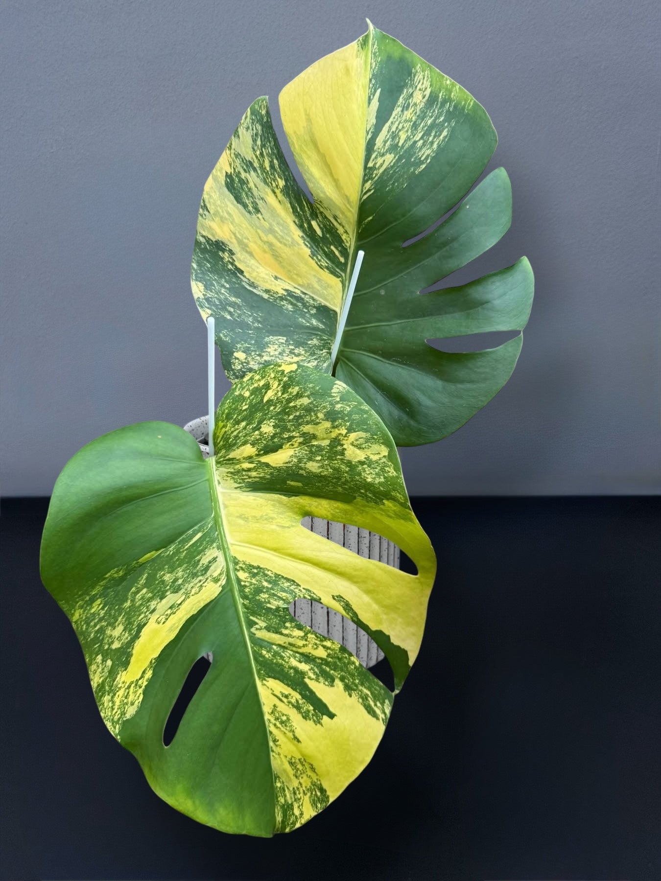 Monstera Deliciosa Pom Pom Variegated