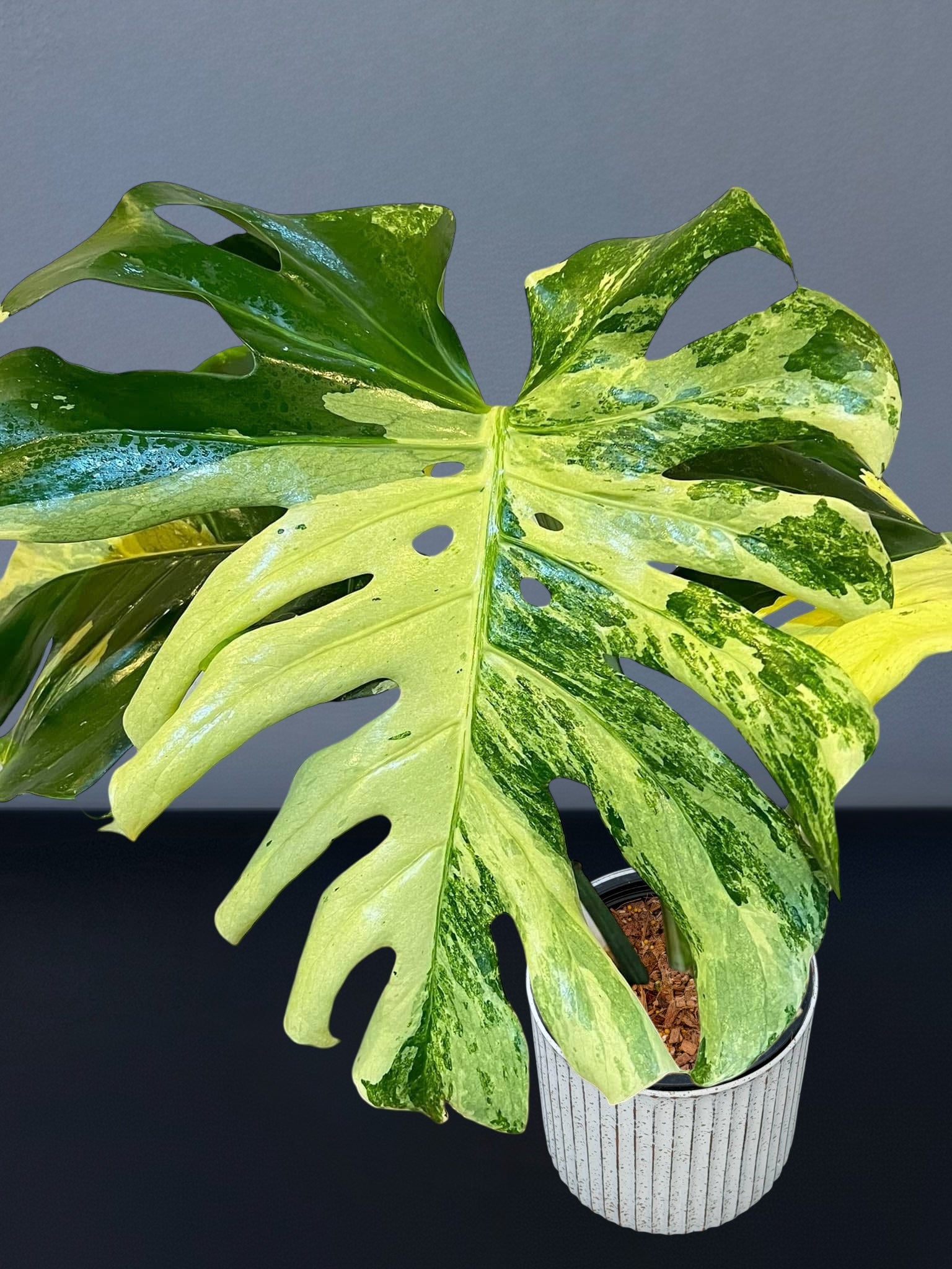 Monstera Masterpiece MC Variegated – Siamplantes