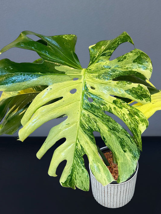 Monstera Masterpiece MC Variegated