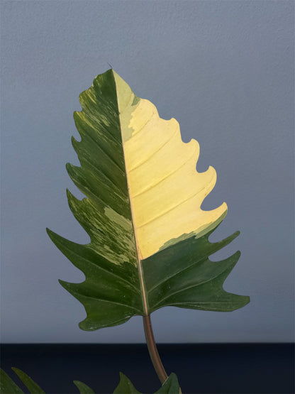 Philodendron Caramel Marble