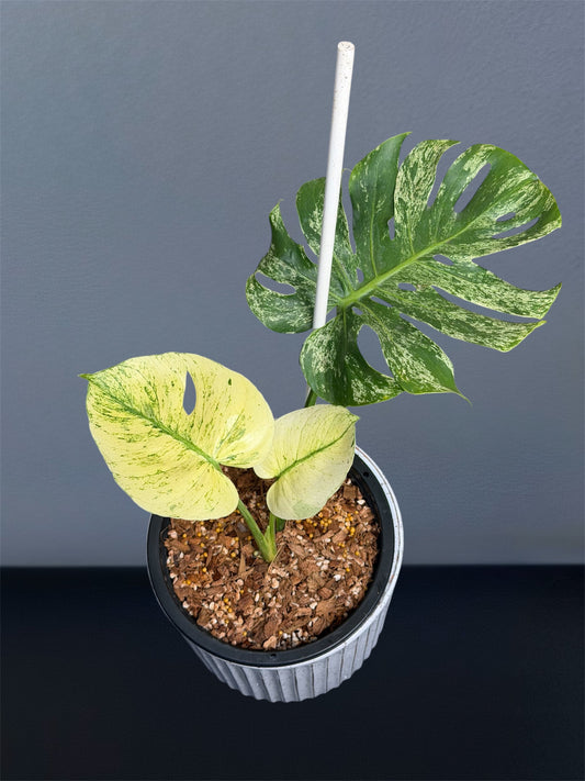 Monstera Siam Mint
