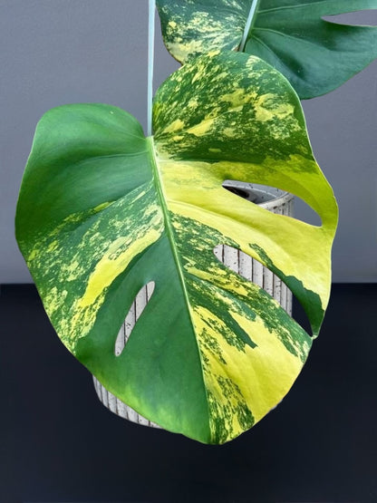 Monstera Deliciosa Pom Pom Variegated