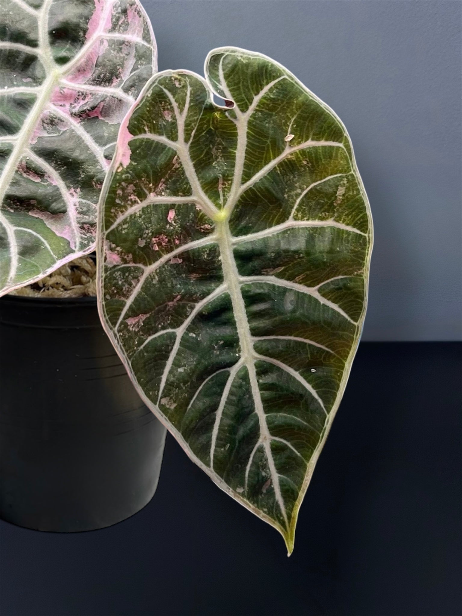 ワトソニア斑入り Alocasia Watsoniana Pink var Alocasia Watsoniana Pink Variegated – Siamplantes