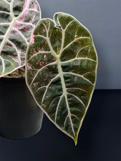 Alocasia Watsoniana Pink Variegated