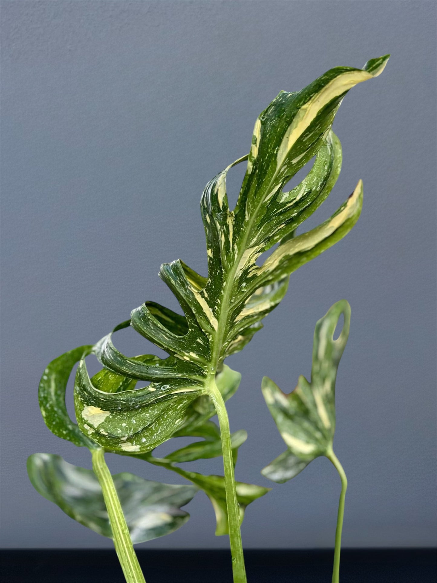 Monstera Medusa Variegated