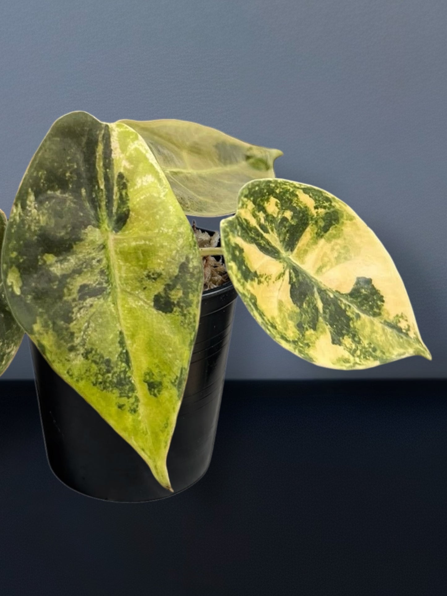 Alocasia Sedenii Aurea Variegated