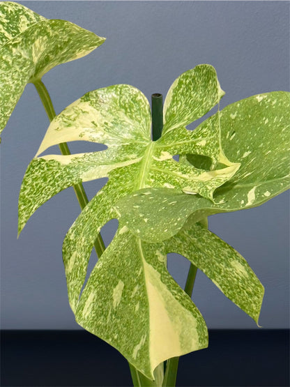Monstera Starlight Variegated