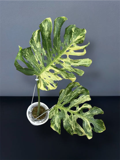 Monstera Deliciosa Ocean Mint Variegated
