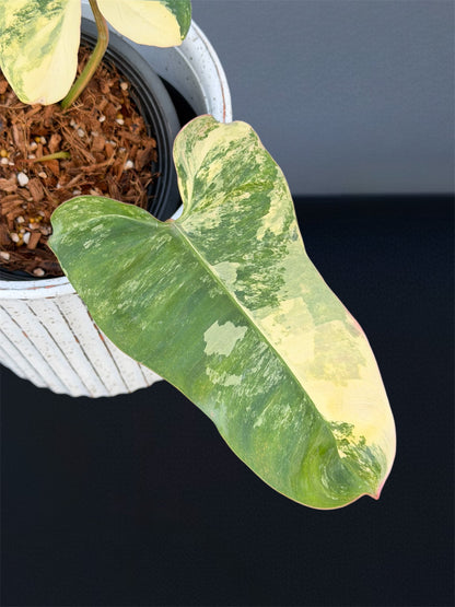 Philodendron Florida Beauty x Mayoi x Billietiae