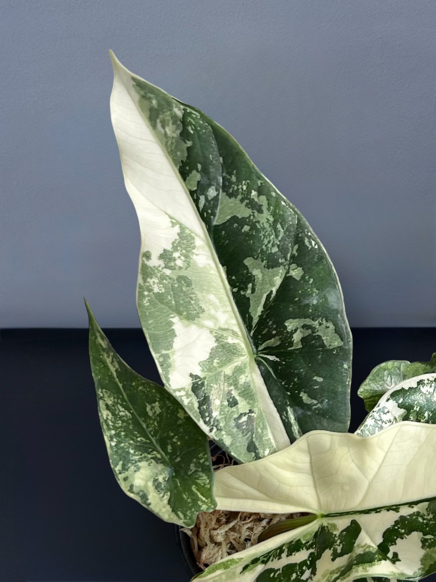 Alocasia Simpo Albo Variegated