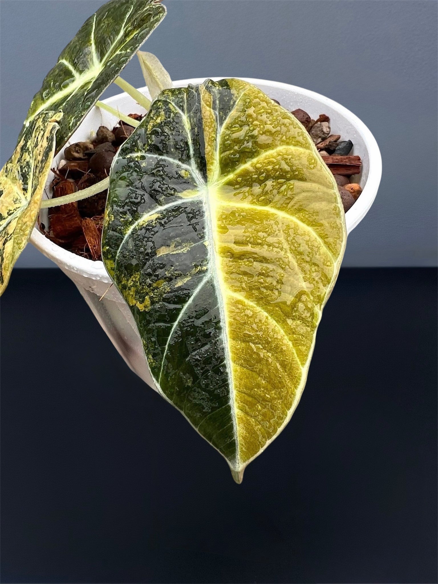 Alocasia Black Velvet Gold Variegated – Siamplantes