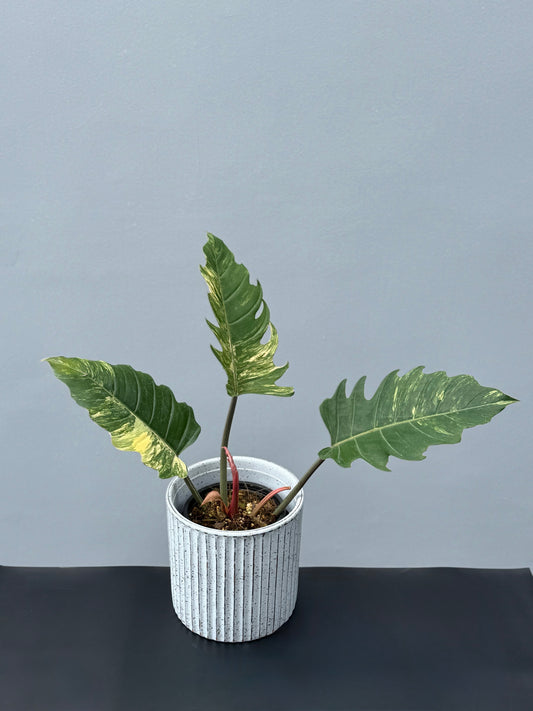 Philodendron Caramel Marble