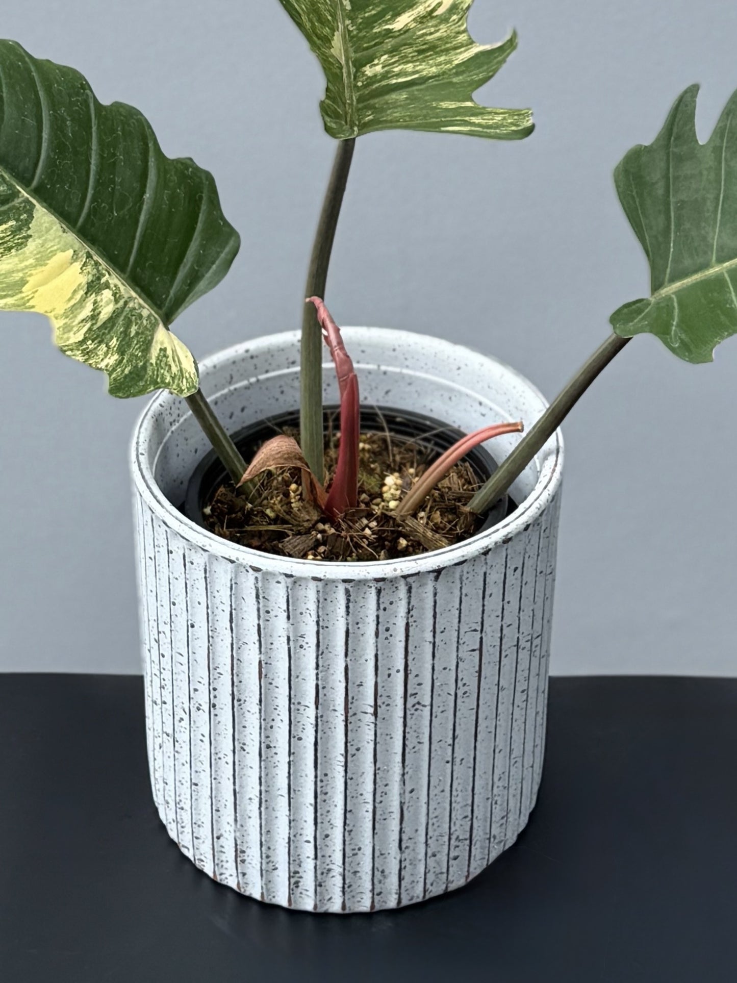 Philodendron Caramel Marble