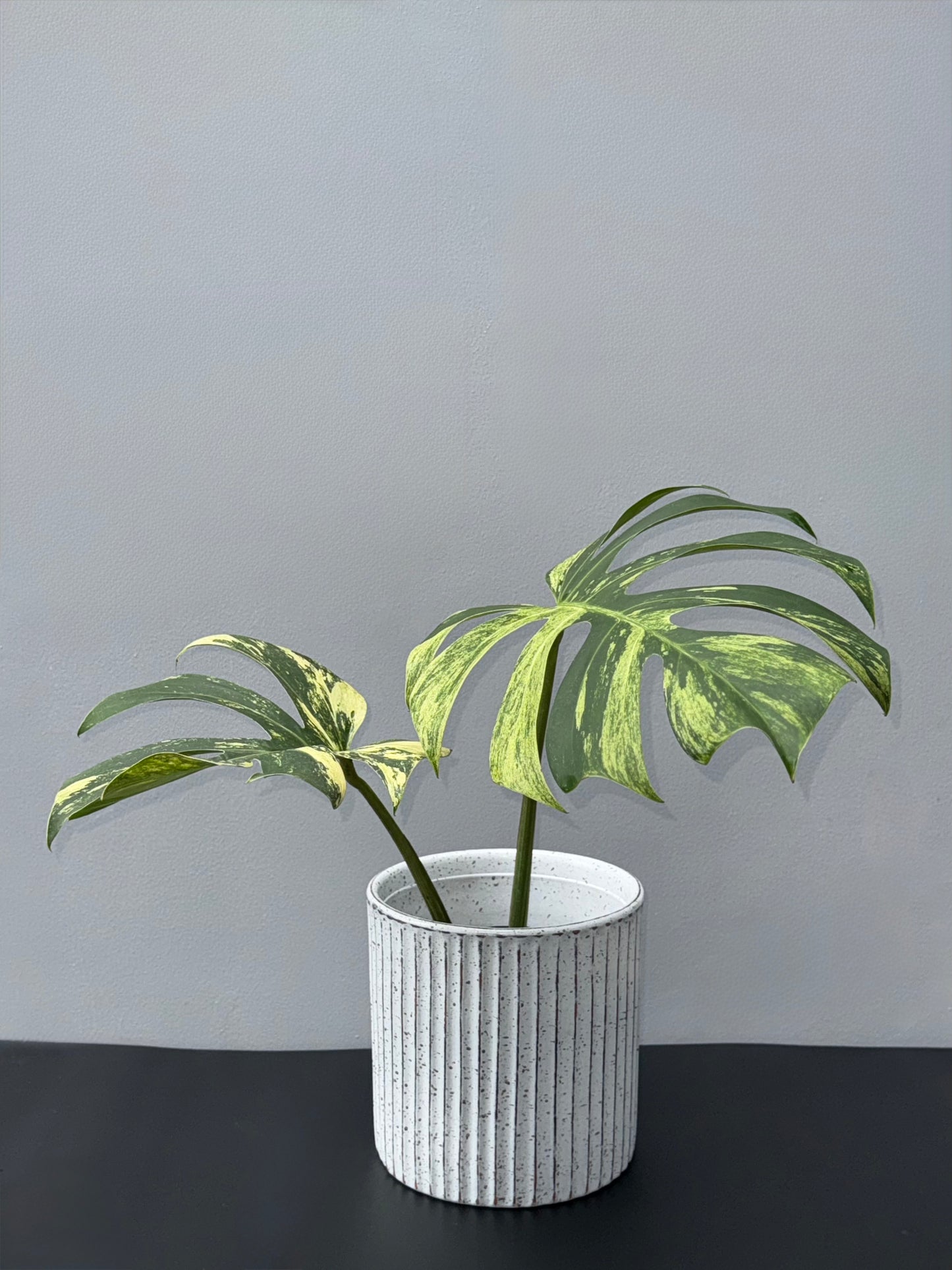 Monstera Deliciosa Borsigiana Mint