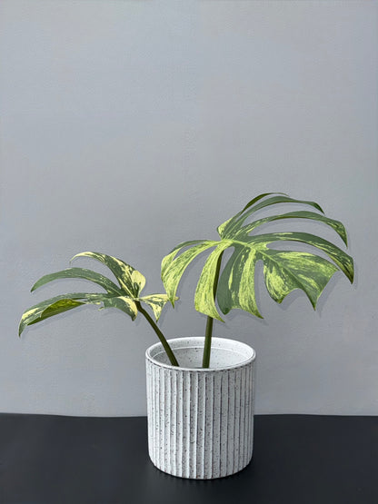 Monstera Deliciosa Borsigiana Mint