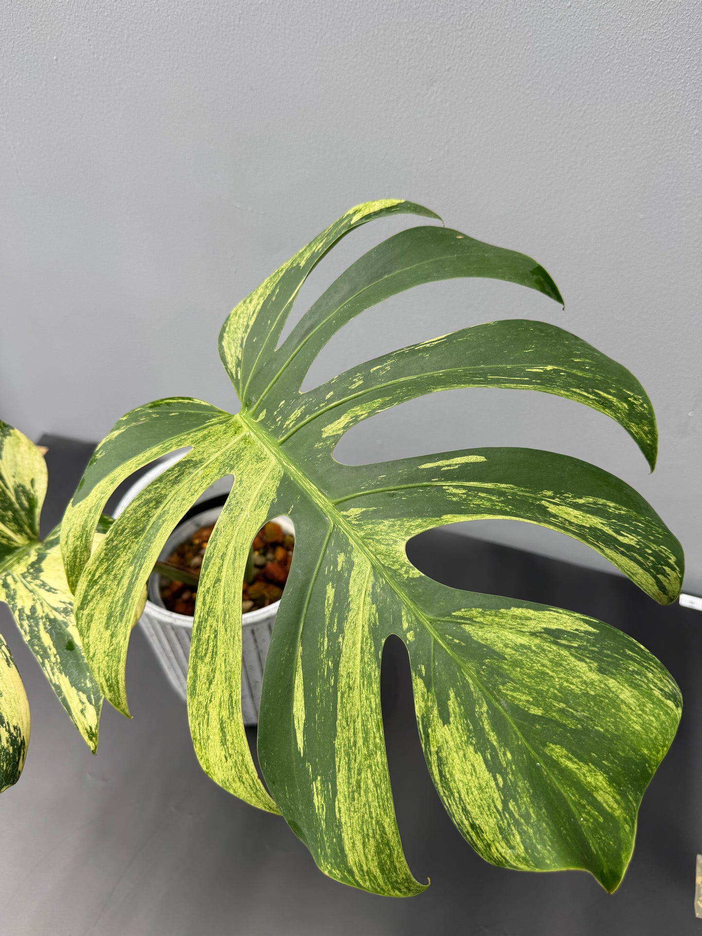 Monstera Deliciosa Borsigiana Mint
