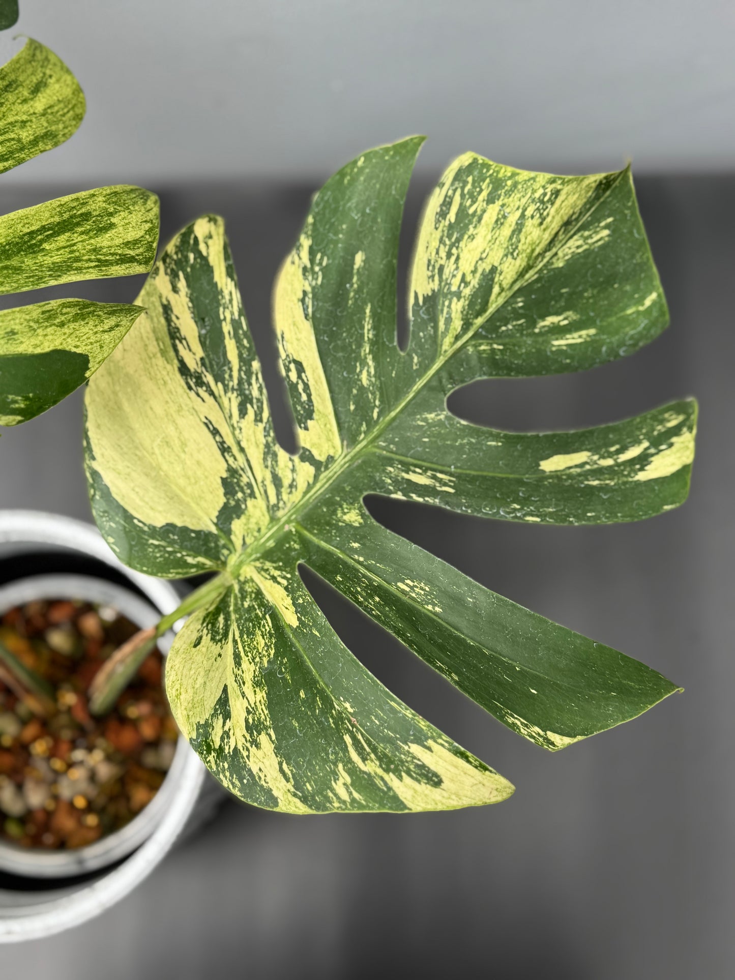 Monstera Deliciosa Borsigiana Mint