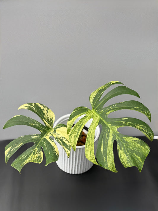 Monstera Deliciosa Borsigiana Mint