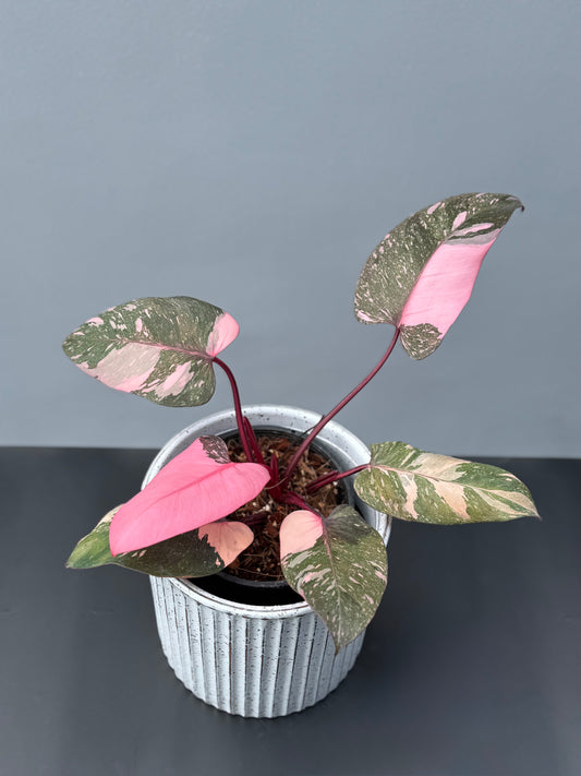 Philodendron Pink Princess Galaxy