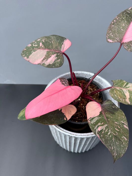 Philodendron Pink Princess Galaxy