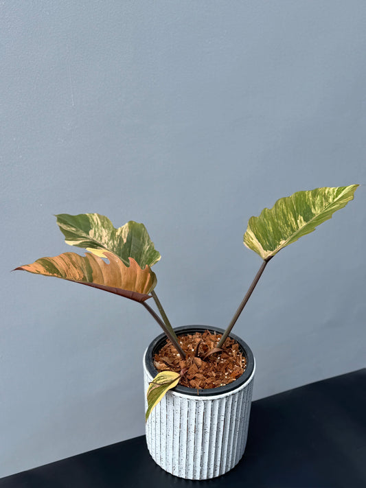 Philodendron Caramel Marble