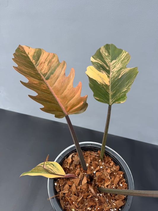 Philodendron Caramel Marble