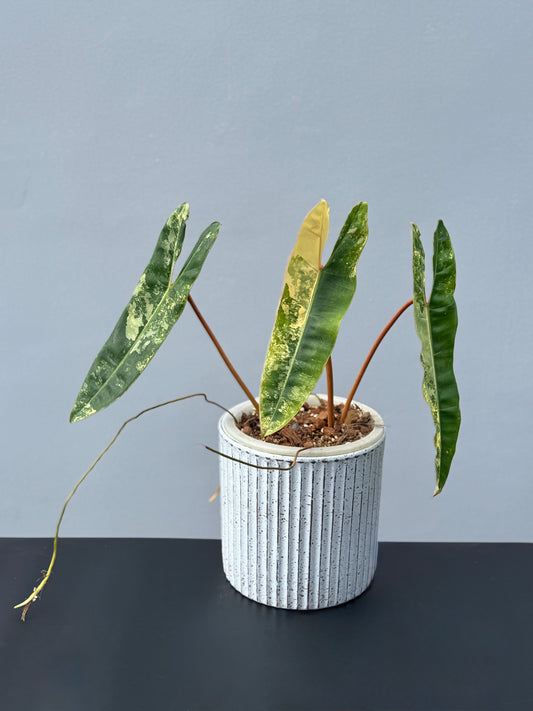 Philodendron Billietiae Variegata